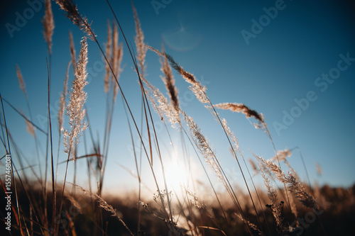 Warm sunset light through the yellow dry grass closeup view