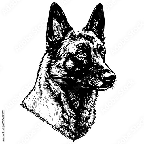 head chow Belgian Malinois pet portrait engraving intricate retro hand drawn style line art black and white vector illustration, isolated on white background