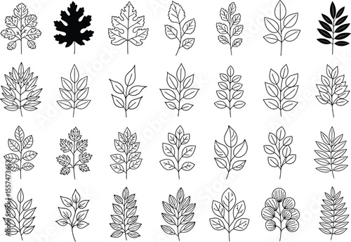 Collection of Line Art Leaves Botanical Illustrations for Design Projects