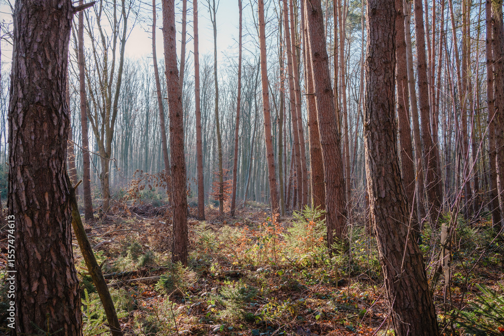 Obraz premium forest in autumn