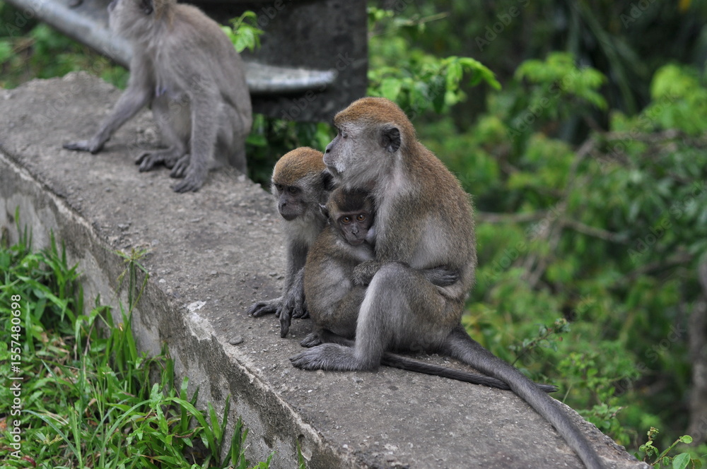 mother and baby baboon mother and baby baboon