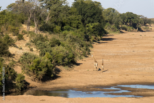 Landscape of the dry Shingwedi River bed wih giraffe moving slowly away