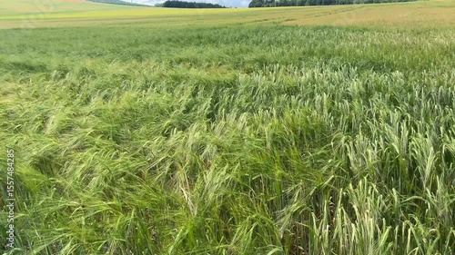 Barley field for beer brewery
