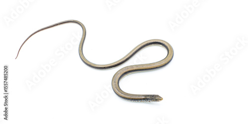 Canvas Print eastern glass lizard - Ophisaurus ventralis - is a species of legless lizard in the family Anguidae and the longest and heaviest species of glass lizards