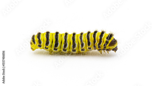 Fotografija grapeleaf skeletonizer moth caterpillar - Harrisina americana - common in easter