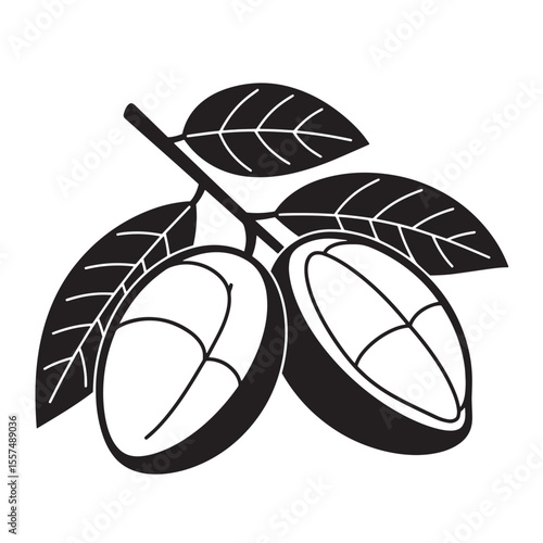 Elegant cocoa pods and leaves vintage art silhouette in black and white vector illustration