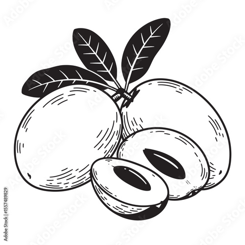 Hand drawn sapodilla fruit vintage art silhouette illustration isolated on white background