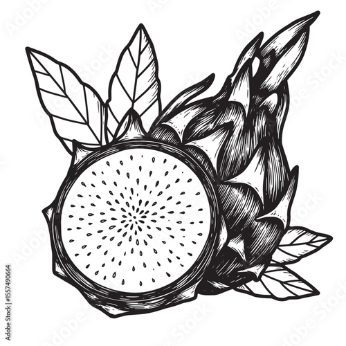 Intricate black and white vintage art silhouette illustration of dragon fruit and leaves