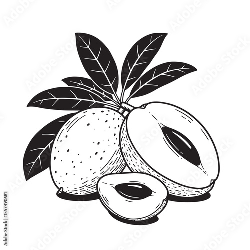 Intricate vintage art silhouette illustration of sapodilla fruit and leaves in black and white
