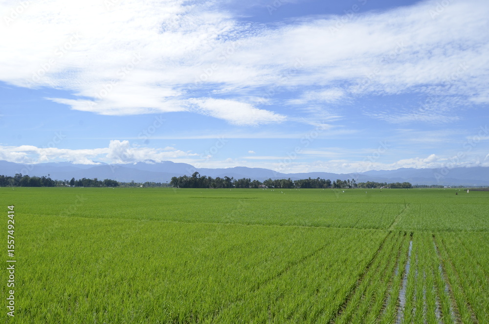 green field and blue sky green field and blue sky