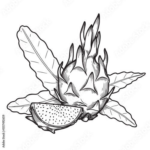 Vintage art silhouette dragon fruit with leaves and a slice illustration