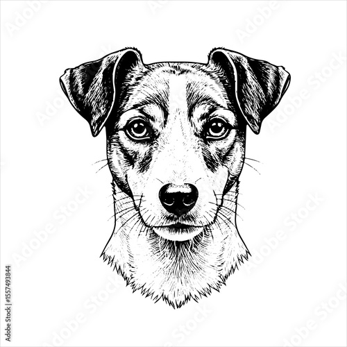  head Jack Russell Terrier pet portrait engraving intricate retro hand drawn style line art black and white vector illustration