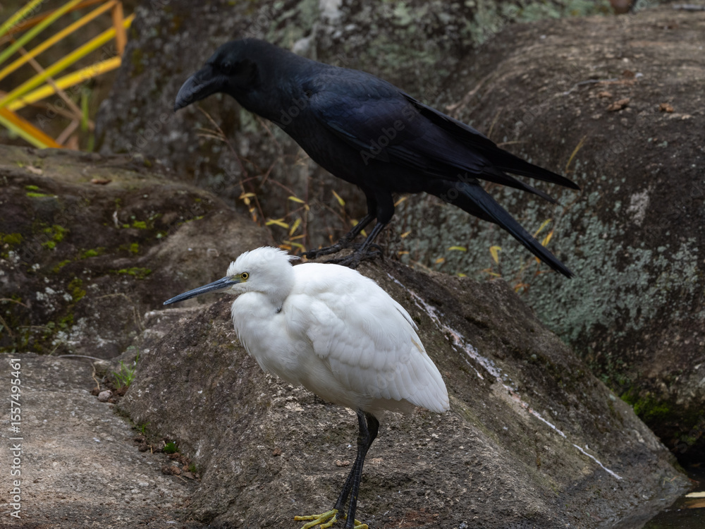 Fototapeta premium 黒と白