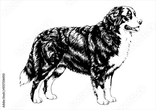 Bernese Mountain Dog pet portrait engraving intricate retro hand drawn style line art black and white vector illustration, isolated on white background