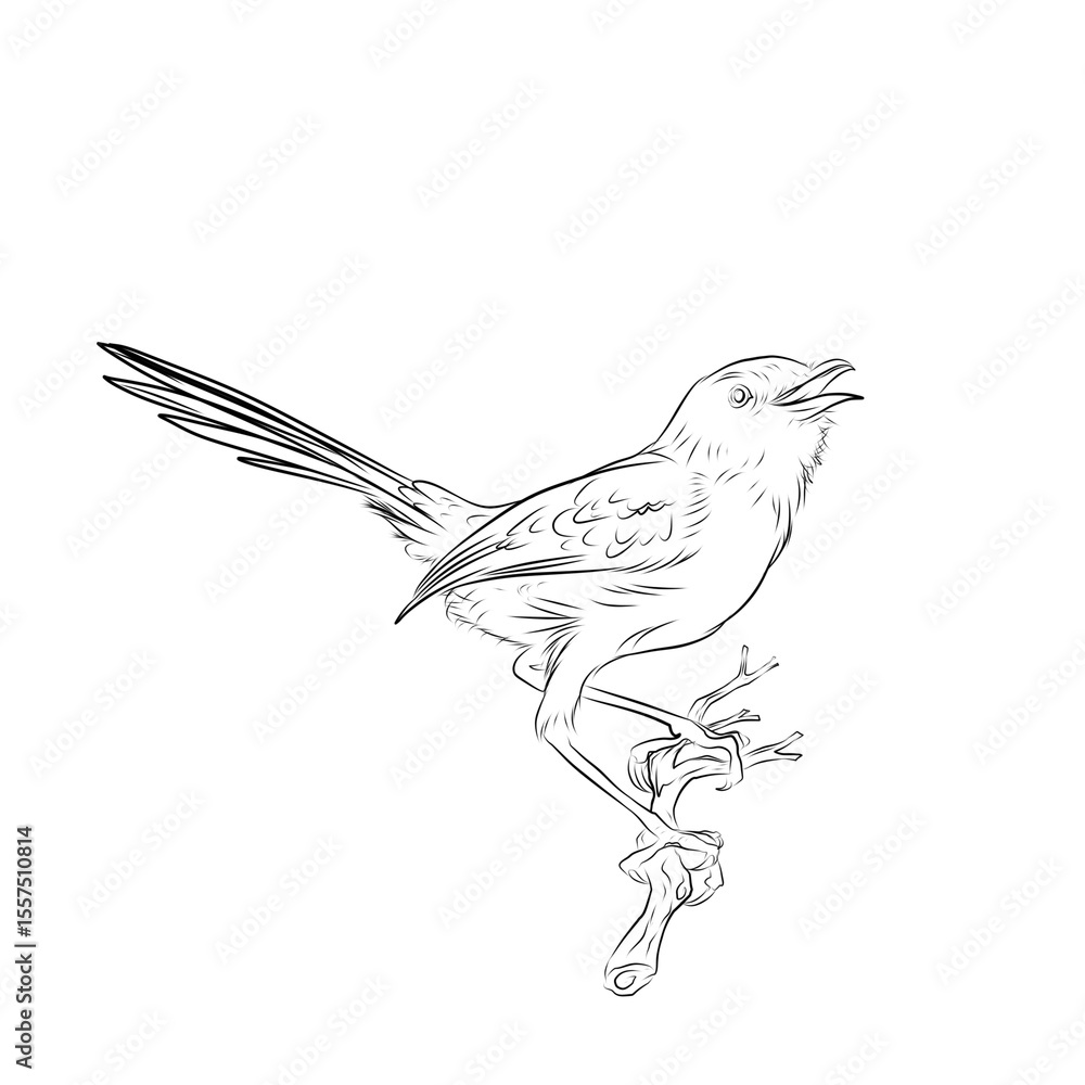 Obraz premium sketch of a Bar-winged Prinia bird perched on a tree branch on white background (Prinia familiaris)