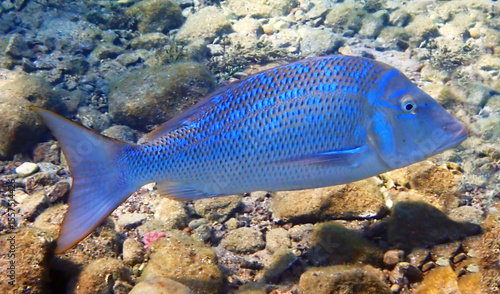 Important fish for commercial fisheries in basins of the Red Sea and Pacific ...