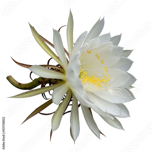 Wijaya Kusuma with Slight Tilt and Open Core