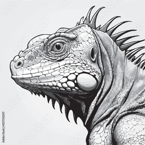 iguana vector illustration 