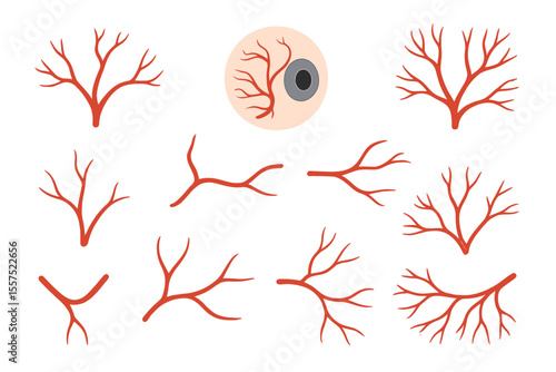 Anatomy illustration of human red eye veins, blood vessel arteries, and eyeball vein system in a vector medical map, isolated on a white background