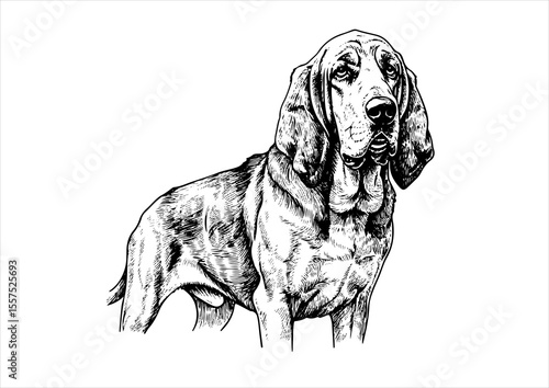 Bloodhound Dog pet portrait engraving intricate retro hand drawn style line art black and white vector illustration, isolated on white background