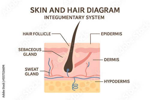 The study of human anatomy focuses on the skin and hair diagram as part of the integumentary system