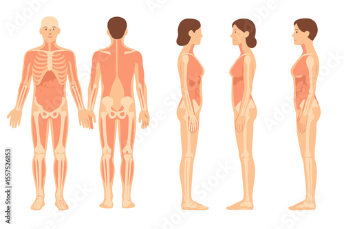 An illustration of the human body from the front, back, and side, depicted as a vector image of a woman and a man, showcasing anatomy
