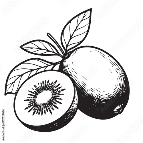 Black and white vintage art silhouette of kiwi fruit with leaves showing cross section and whole fruit