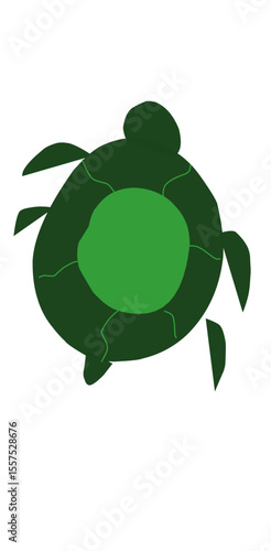 turtle on a white background