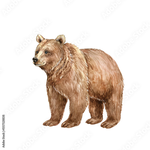 Foto Watercolor brown bear