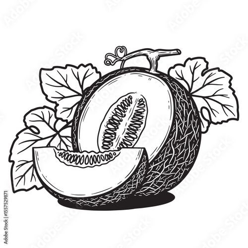 Hand drawn vintage art silhouette of a ripe melon with a slice and leaves