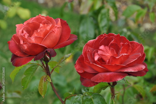 Two beautiful roses in full bloom with green background