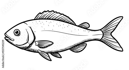 Detailed line drawing of a fish, showcasing intricate fin and scale details