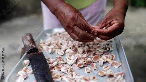 Senior hands placing cacao seeds on tray to dry – Traditional artisan process