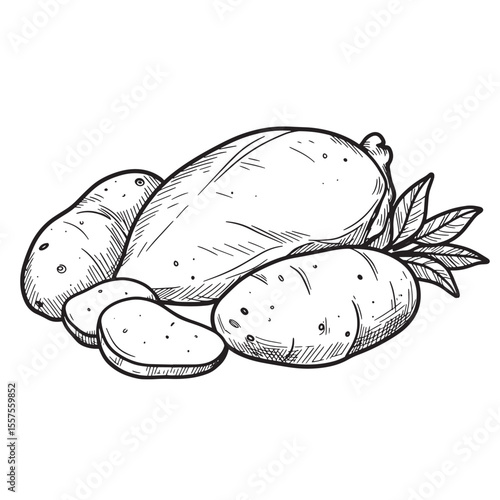 Vector illustration of a collection of detailed vintage art silhouette potatoes and potato slices with leafy foliage