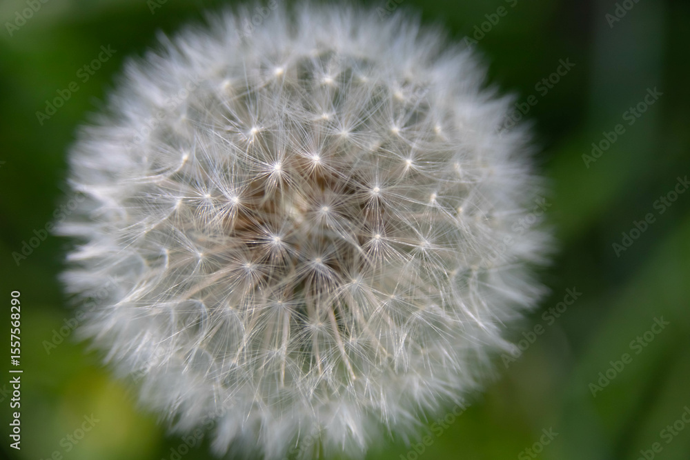 Fototapeta premium Dandelion in the stage of ripening seed heads, ready for wind dispersal. The fluffy seed heads consist of numerous achenes with parachutes, thanks to which they are spread over long distances.