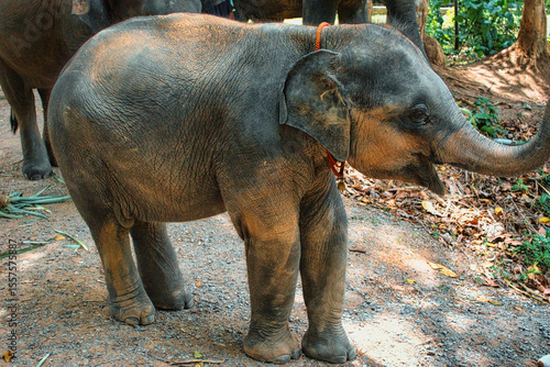 Canvas Print Chiang Mai, Thailand - August 10 2024: Big elephants walking in the Elephant Nature Park