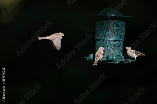 Фотография Three small birds interact with a teal bird feeder against a dark background