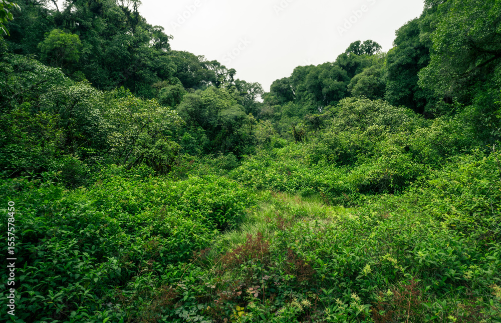 Landscape of tropical peat swamp forest. Natural carbon sink. Climate balance, biodiversity, and long-term sustainability. Wetland forest ecosystem filled with dense trees. Nature's carbon capture. Landscape of tropical peat swamp forest. Natural carbon sink. Climate balance, biodiversity, and long-term sustainability. Wetland forest ecosystem filled with dense trees. Nature's carbon capture.