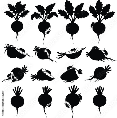 Beetroot Plant and Root Weevil Silhouettes: Agricultural Pest Infestation, Crop Damage, Gardening Issues, and Farm Problems Concepts.