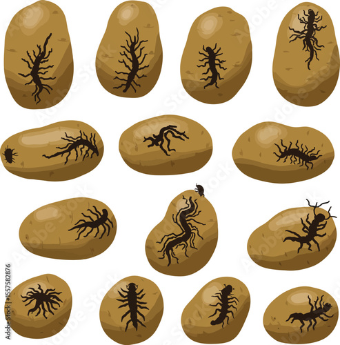 Potatoes Infested with Wireworms: Unwanted Pests in Agriculture, Garden Damage, Crop Loss, and Organic Farming Challenges Concepts.