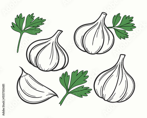 Fresh garlic bulbs and parsley sprigs isolated on white background.