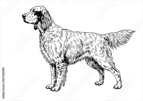 english setter Dog pet portrait engraving intricate retro hand drawn style line art black and white vector illustration, isolated on white background