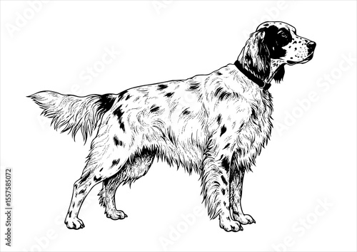english setter Dog pet portrait engraving intricate retro hand drawn style line art black and white vector illustration, isolated on white background