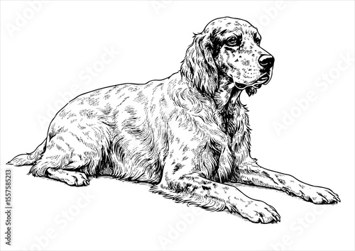 english setter Dog pet portrait engraving intricate retro hand drawn style line art black and white vector illustration, isolated on white background
