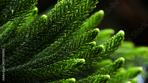 Bild auf Leinwand Columnar Araucaria, Close-up of bright green pine leaves in natural light