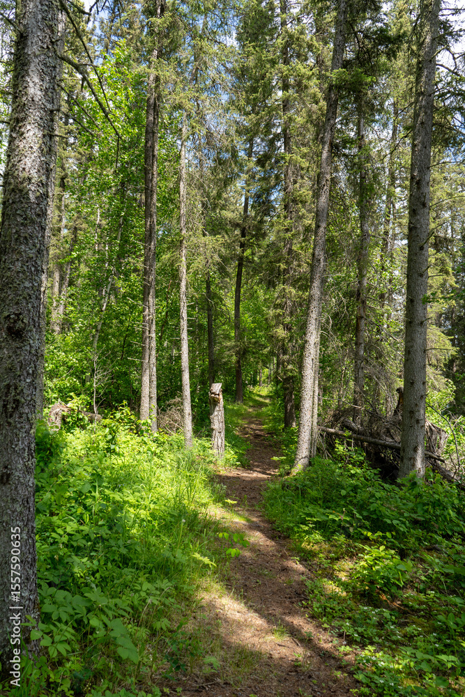 Fototapeta premium path in the forest