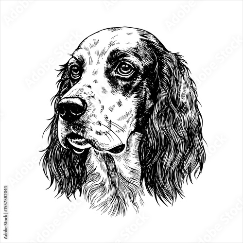 head english setter Dog pet portrait engraving intricate retro hand drawn style line art black and white vector illustration, isolated on white background