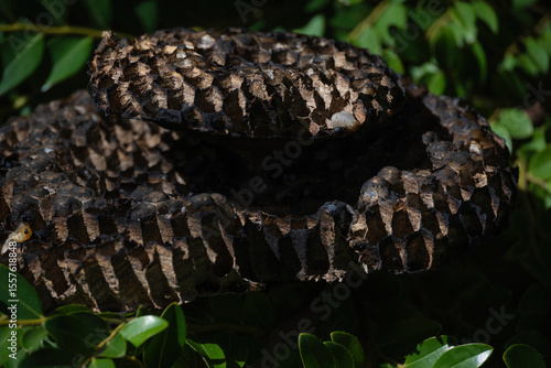 The abandoned structure of a dangerous paper wasps nest with some larvae inside.