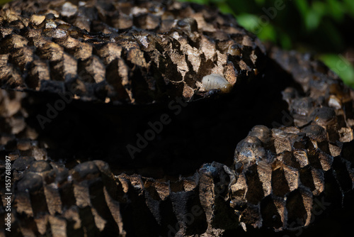 The abandoned structure of a dangerous paper wasps nest with some larvae inside.