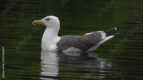 Lesser Black-backed Gull (larus fuscus) Swimming on a Lake in Summer  